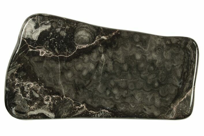 Polished Devonian Fossil Coral and Bryozoan Plate - Morocco #290332